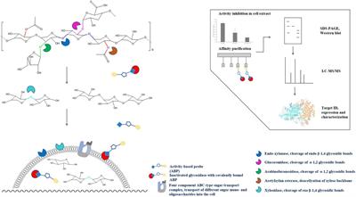 <mark class="highlighted">Activity-Based Protein Profiling</mark> for the Identification of Novel Carbohydrate-Active Enzymes Involved in Xylan Degradation in the Hyperthermophilic Euryarchaeon Thermococcus sp. Strain 2319x1E